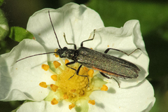 Oedemera