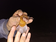 Eptesicus furinalis