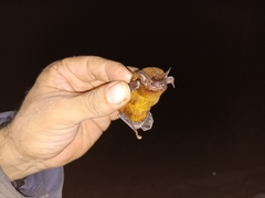 Eptesicus furinalis