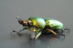 Lamprima aurata