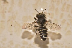 Megachilinae