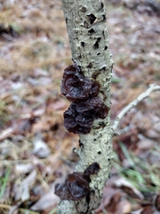 Exidia