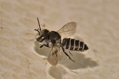 Megachilinae