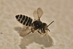 Megachilinae