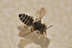 Megachilinae