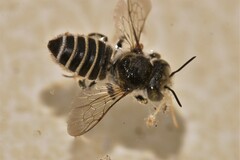Megachilinae