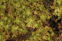 Syntrichia pagorum