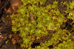Syntrichia pagorum