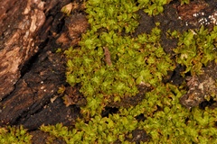 Syntrichia pagorum