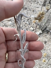 Pseudognaphalium microcephalum