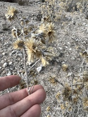 Pseudognaphalium microcephalum