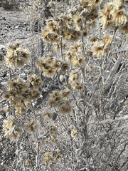 Pseudognaphalium microcephalum