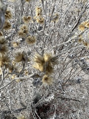 Pseudognaphalium microcephalum