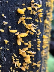 Mucronella flava