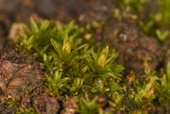 Orthotrichum pusillum
