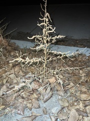 Bassia