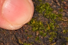 Orthotrichum pusillum