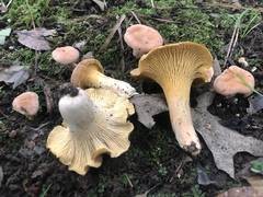 Cantharellus velutinus