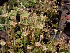 Cladonia verticillata