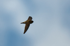 Aerodramus brevirostris