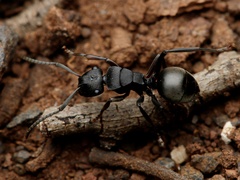 Polyrhachis phryne