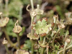 Cladonia verticillata