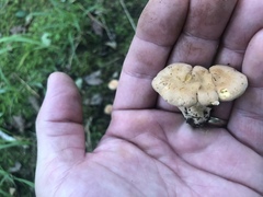 Cantharellus velutinus