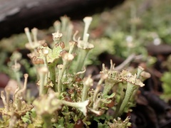 Cladonia verticillata