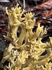 Phaeoclavulina