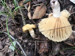 Russula earlei