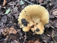 Russula earlei