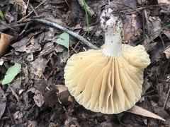 Russula earlei