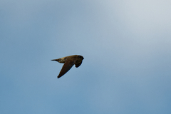 Aerodramus brevirostris