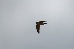 Aerodramus brevirostris
