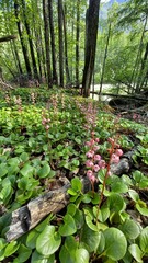 Pyrola asarifolia incarnata