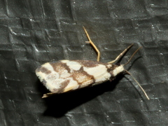 Philenora chionastis