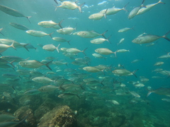 Caranx caballus