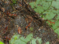 Pheidole