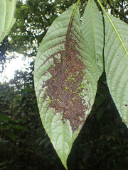 Pheidole
