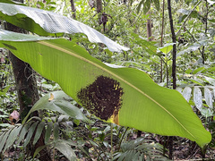 Pheidole