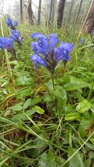 Dracocephalum grandiflorum
