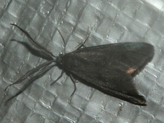 Pollanisus subdolosa