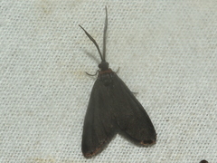 Pollanisus subdolosa