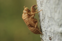 Cicadinae