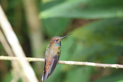 Urochroa bougueri