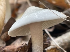 Hygrophorus