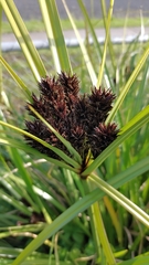 Cyperus ustulatus
