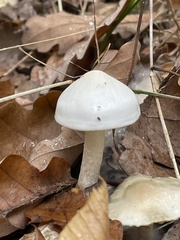 Hygrophorus