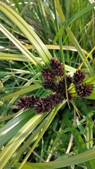 Cyperus ustulatus