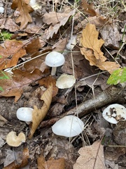Hygrophorus